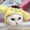 고양이 무마취미용&호텔 무냥무냥 부산서면점 | 부산 고양이 무마취 미용 맛집 무냥무냥 서면점 리얼후기