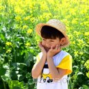 하늘6(유채밭) 이미지