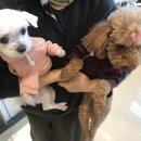 벨라루시 펫살롱 이미지