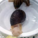 백와간 이미지