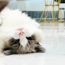 블루랙돌 이미지