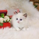 여기는 펫샵 이미지