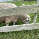 이곤목장 | 환상의 나라 동해 🌊