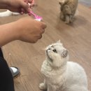 냥냥늉늉 | 광안리고양이카페 냥냥늉늉 가본 후기