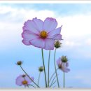 하늘정원1 이미지