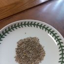 마감블랙토마토씨앗 이미지
