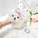 어벤져스켄넬 탑클래스펫 강아지분양 이미지