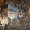 개ST하우스 이미지