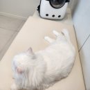 돌담동물의료센터 이미지