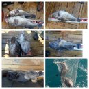 피쉬헌터 이미지