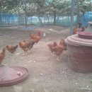 심가네농장 이미지