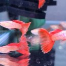 (주)알비노 이미지