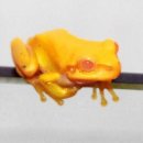 황금개구리 Daum카페