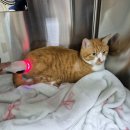 동물의료센터24인치 이미지