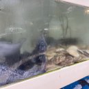 대동수산 네이버블로그
