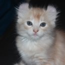 묘랑나랑 이미지