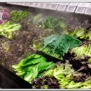 행복식자재마트정육 이미지