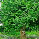 별나무캠핑장 이미지