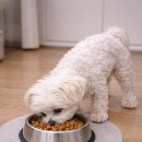 D-6 | 강아지 췌장 수술 후 사료, 수의사가 처방한 힐스 i/d 로우팻 6개월 사용 후기