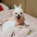 이쁘개 이쁘개 이미지