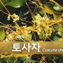 실새삼 효능과 새삼씨 토사자 먹는 방법, 건강에 좋은 이유는? 이미지