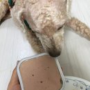 정푸르미 | 푸르미 몬스터 굿 라이프 :: 고양이캔 강아지캔 둘 다 급여해본 다이소 간식 솔직후기