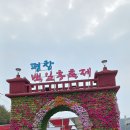 고향 평창 백일홍 축제 이미지