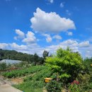 개멍물멍 이미지