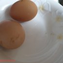 꼬꼬퀸즈 이미지