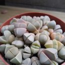 마옥농장 이미지