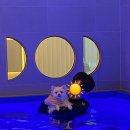 미용하는 훈련사 이미지