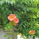 나실마을 이미지