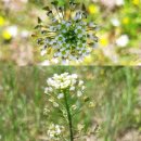 모래벌농장 이미지