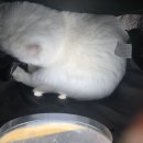 포포동물병원 이미지