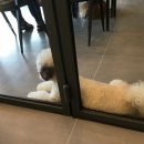 왈왈펫카페 이미지