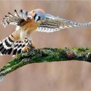 물소리새소리 이미지