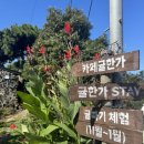 카페귤한가 | 제주 한림에 있는 카페 귤한가 다녀온 후기
