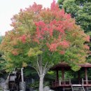 단풍나무 이미지