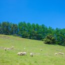 황우목장 이미지