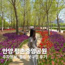 평촌미관광장 | 안양 가볼만한 곳 평촌 중앙공원 꽃구경 주차 정보 튤립