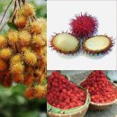 열대 과일 람부탄(rambutan) 이미지