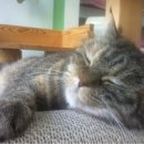 리즈동물병원 이미지