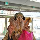 녹동건어물판매장 이미지