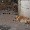 오뉴월개팔자 이미지