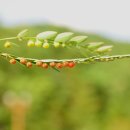 예쁜여우 이미지