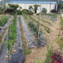 강천산 도라지골 이미지