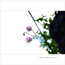 (2020.7.8) 솔나리, 동자꽃, 하늘말나리,큰꽃옥잠난초,금꿩의다리 이미지