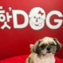 핫도그애견샵 이미지