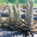 솔골농장 이미지