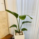 신월동112 이미지